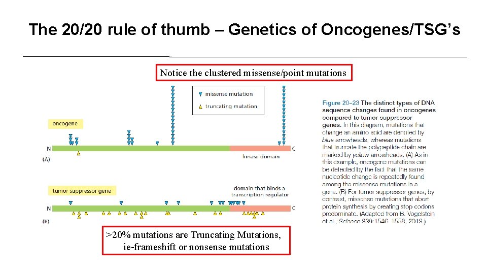 The 20/20 rule of thumb – Genetics of Oncogenes/TSG’s Notice the clustered missense/point mutations