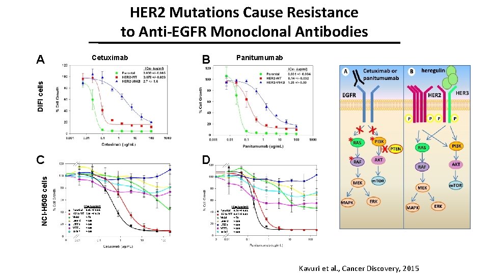 HER 2 Mutations Cause Resistance to Anti-EGFR Monoclonal Antibodies A Cetuximab B Panitumumab DIFI