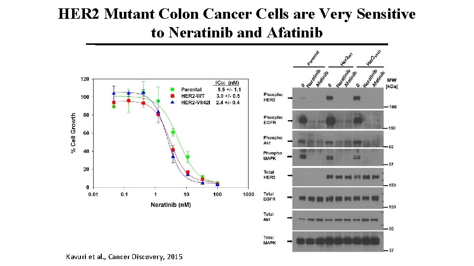 HER 2 Mutant Colon Cancer Cells are Very Sensitive to Neratinib and Afatinib Kavuri