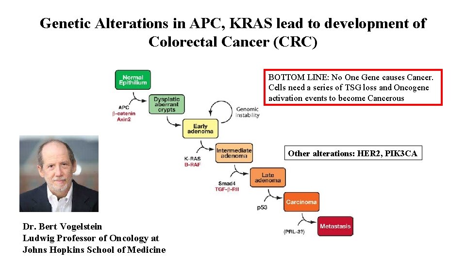 Genetic Alterations in APC, KRAS lead to development of Colorectal Cancer (CRC) BOTTOM LINE: