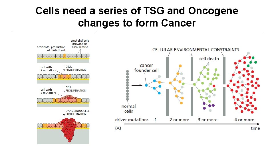 Cells need a series of TSG and Oncogene changes to form Cancer 