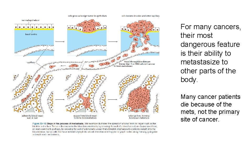 For many cancers, their most dangerous feature is their ability to metastasize to other