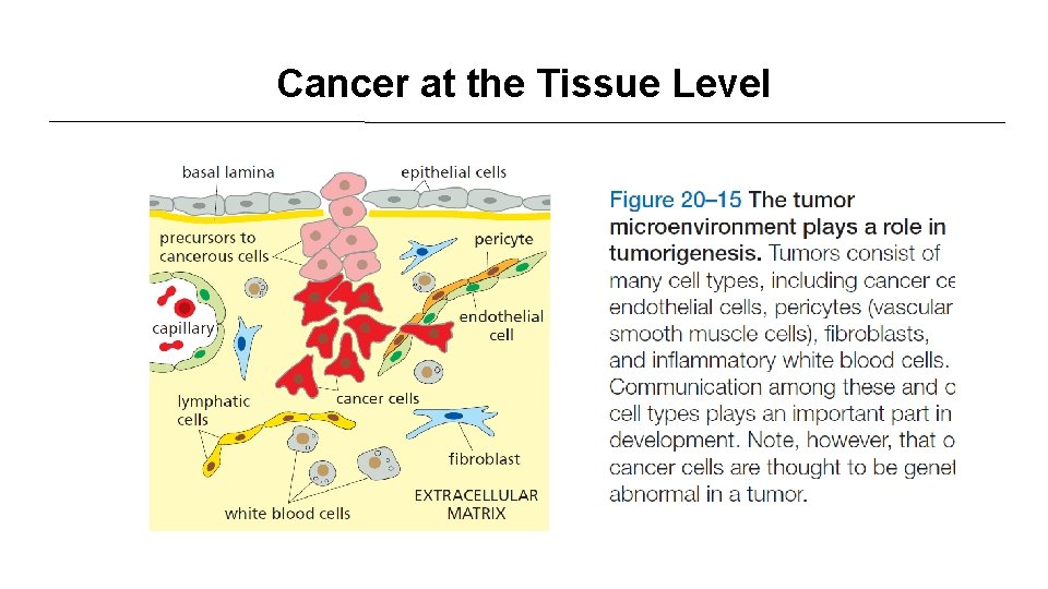 Cancer at the Tissue Level 