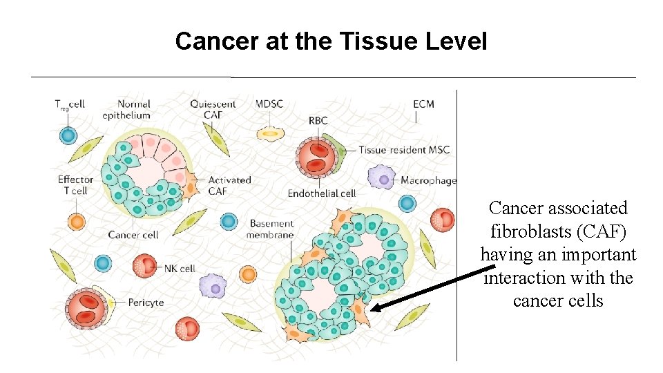 Cancer at the Tissue Level Cancer associated fibroblasts (CAF) having an important interaction with