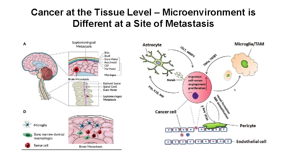 Cancer at the Tissue Level – Microenvironment is Different at a Site of Metastasis