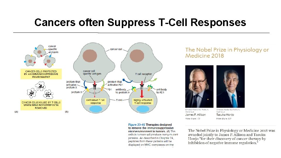 Cancers often Suppress T-Cell Responses 