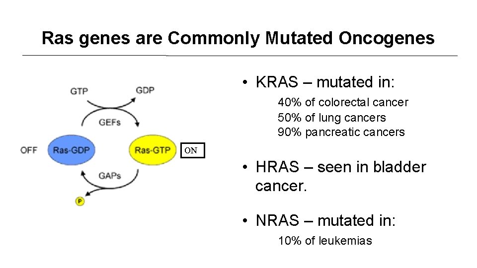 Ras genes are Commonly Mutated Oncogenes • KRAS – mutated in: 40% of colorectal