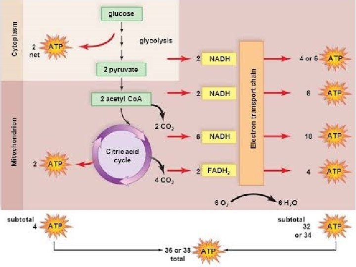 Krebs cycle Regulation of glycolysis and Krebs cycle