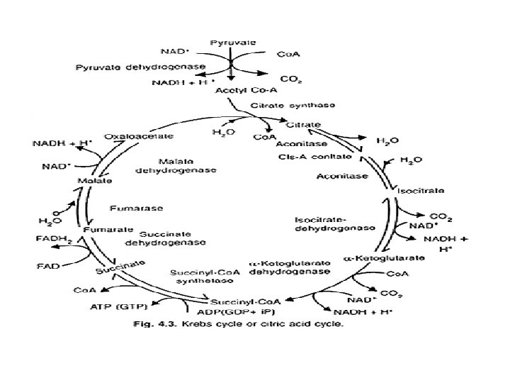 Krebs cycle Regulation of glycolysis and Krebs cycle