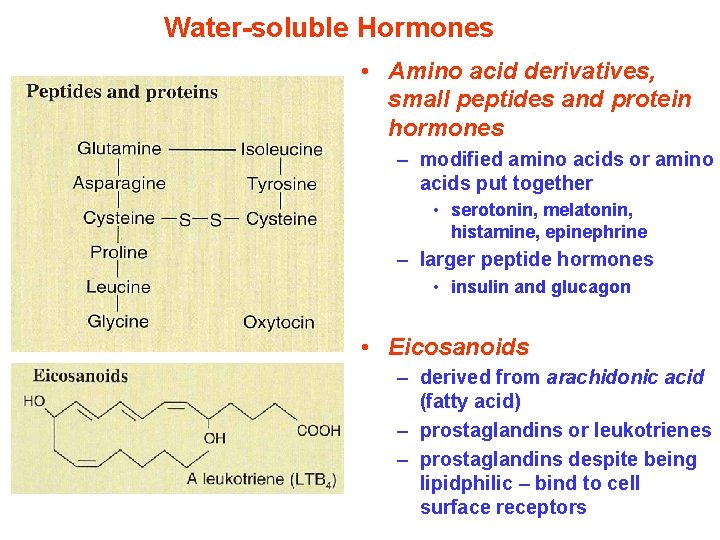 Water-soluble Hormones • Amino acid derivatives, small peptides and protein hormones – modified amino