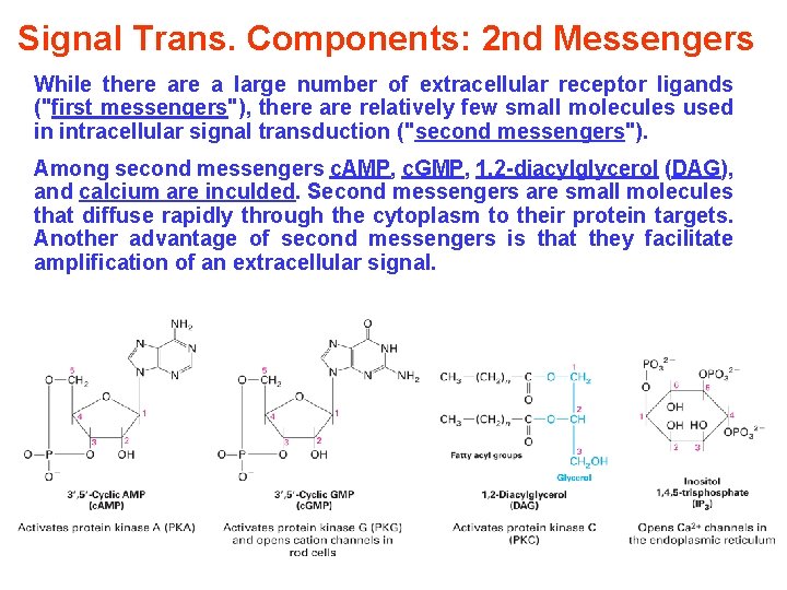 Signal Trans. Components: 2 nd Messengers While there a large number of extracellular receptor