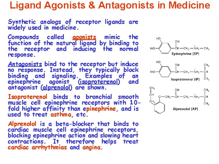 Ligand Agonists & Antagonists in Medicine Synthetic analogs of receptor ligands are widely used