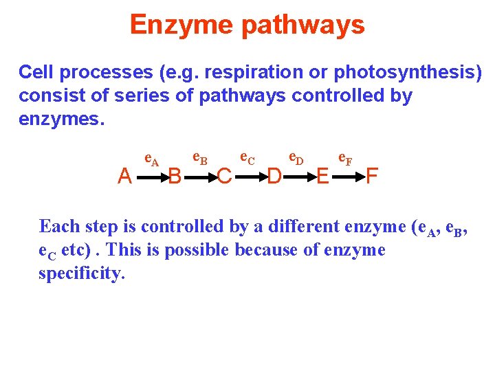 Enzyme pathways Cell processes (e. g. respiration or photosynthesis) consist of series of pathways