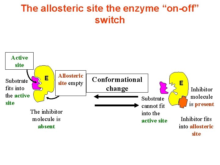 The allosteric site the enzyme “on-off” switch Active site Substrate fits into the active