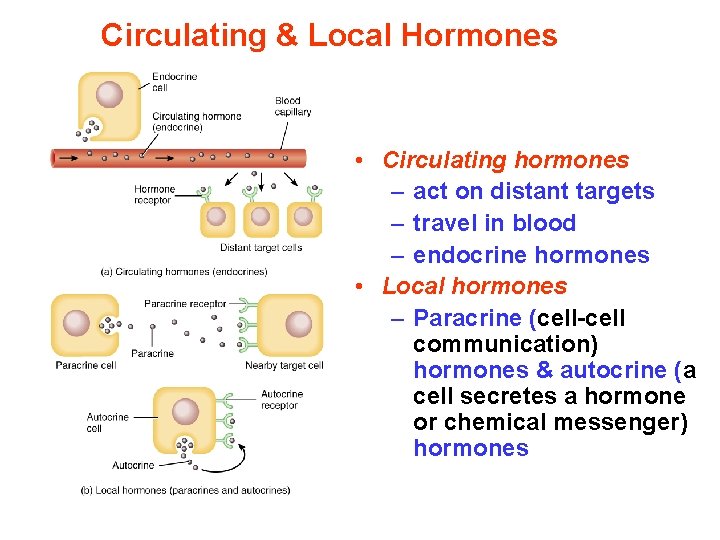 Circulating & Local Hormones • Circulating hormones – act on distant targets – travel