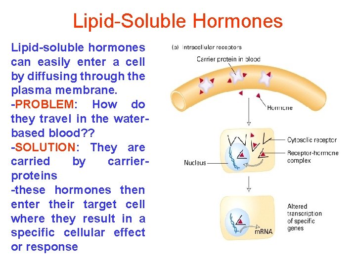 Lipid-Soluble Hormones Lipid-soluble hormones can easily enter a cell by diffusing through the plasma