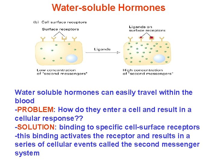 Water-soluble Hormones Water soluble hormones can easily travel within the blood -PROBLEM: How do