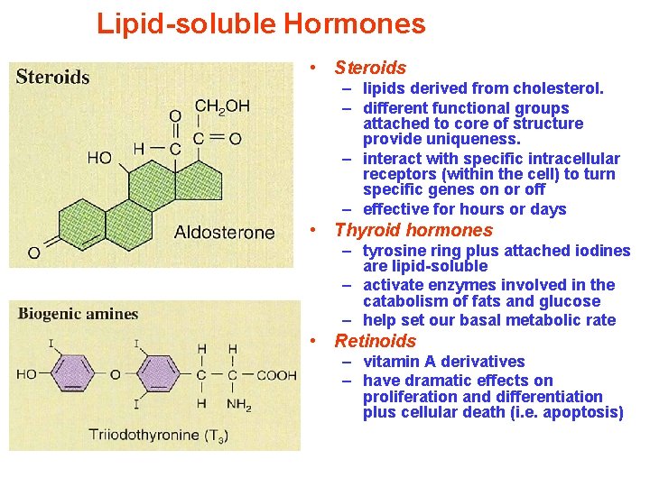 Lipid-soluble Hormones • Steroids – lipids derived from cholesterol. – different functional groups attached