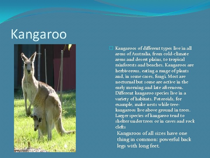 Kangaroo � Kangaroos of different types live in all areas of Australia, from cold-climate