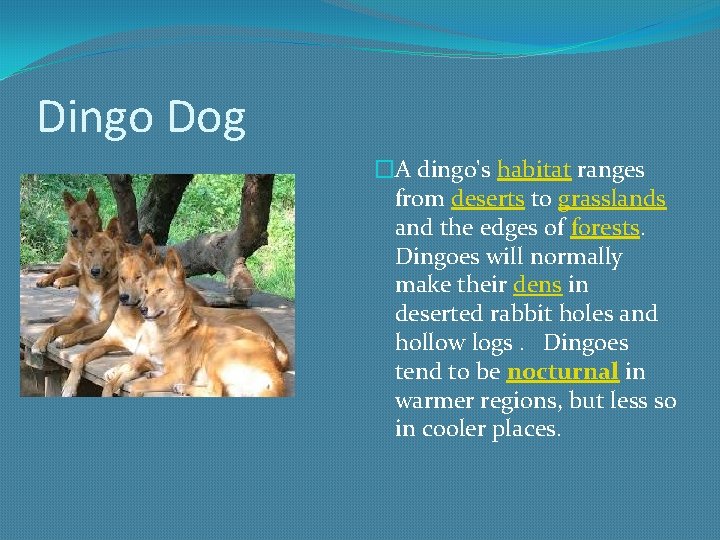 Dingo Dog �A dingo's habitat ranges from deserts to grasslands and the edges of