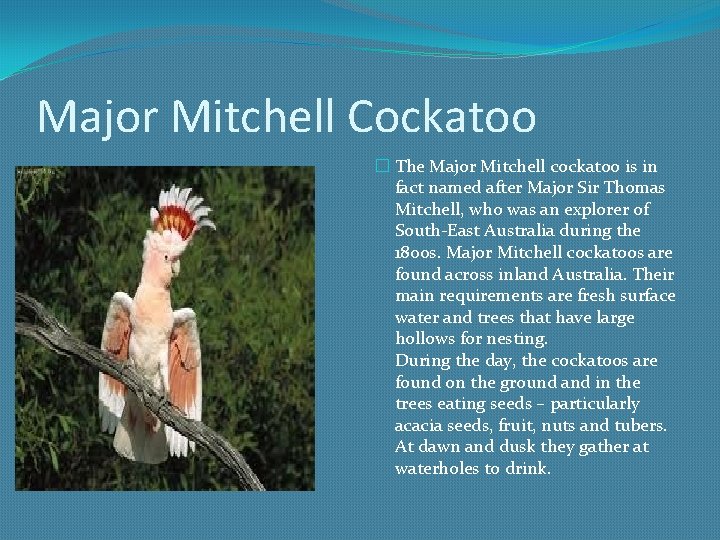 Major Mitchell Cockatoo � The Major Mitchell cockatoo is in fact named after Major