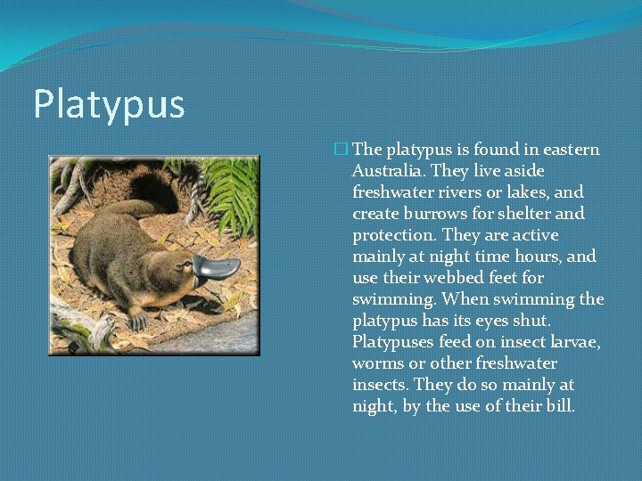 Platypus � The platypus is found in eastern Australia. They live aside freshwater rivers
