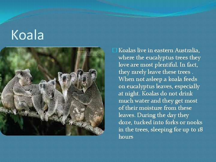 Koala � Koalas live in eastern Australia, where the eucalyptus trees they love are