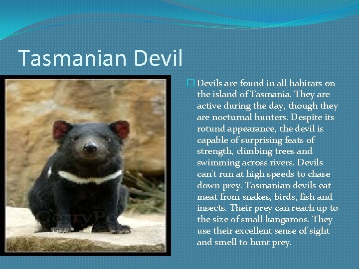 Tasmanian Devil � Devils are found in all habitats on the island of Tasmania.