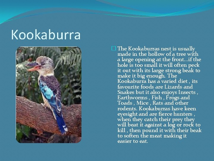 Kookaburra � The Kookaburras nest is usually made in the hollow of a tree