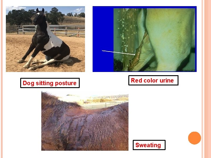 Dog sitting posture Red color urine Sweating 