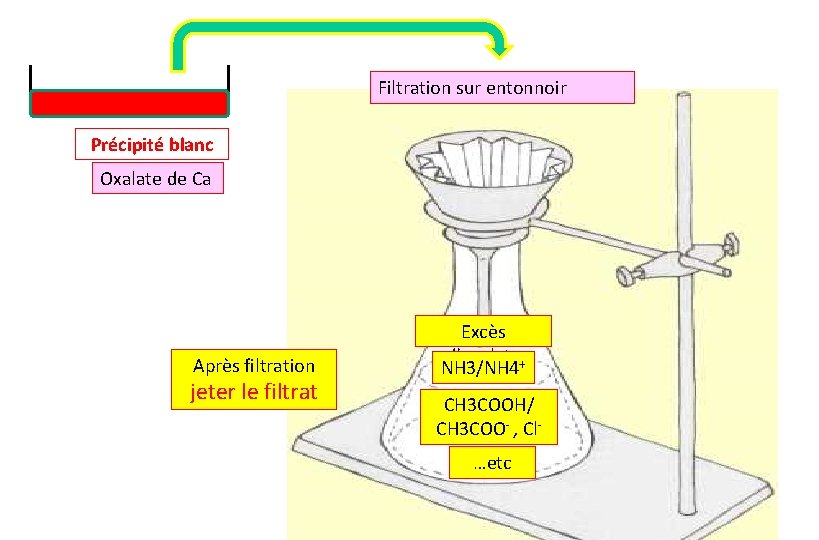 Filtration sur entonnoir Précipité blanc Oxalate de Ca Après filtration jeter le filtrat Excès