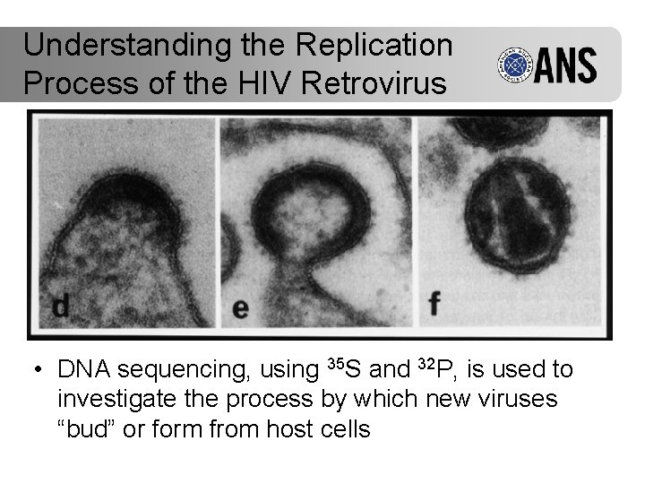 Understanding the Replication Process of the HIV Retrovirus • DNA sequencing, using 35 S