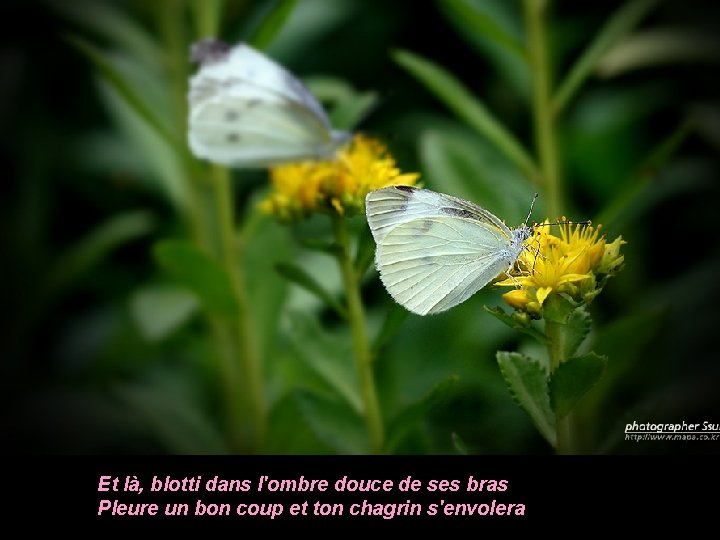 Et là, blotti dans l'ombre douce de ses bras Pleure un bon coup et