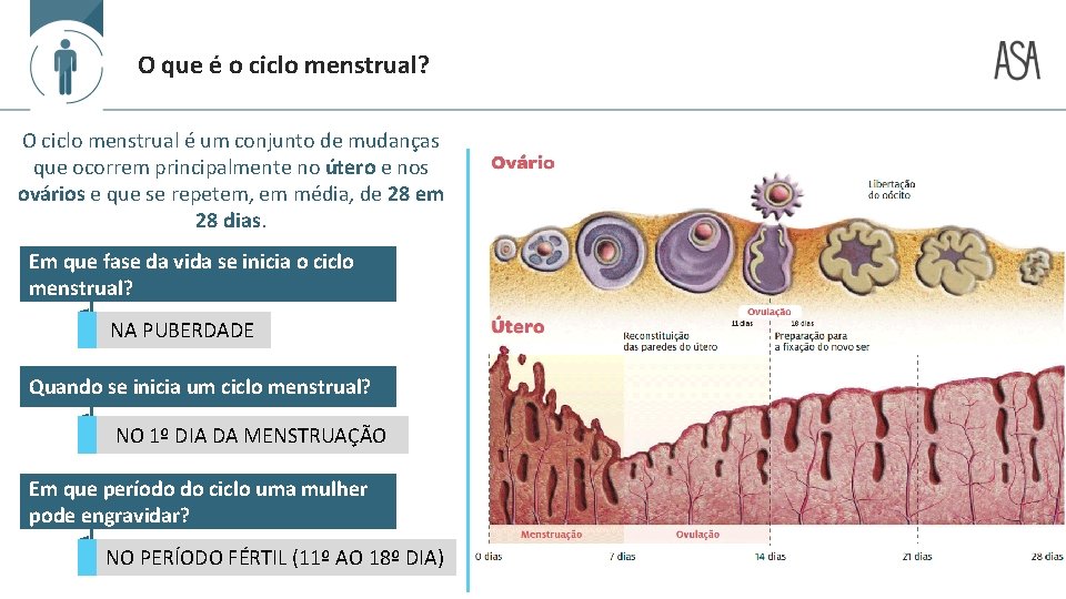 O que é o ciclo menstrual? O ciclo menstrual é um conjunto de mudanças