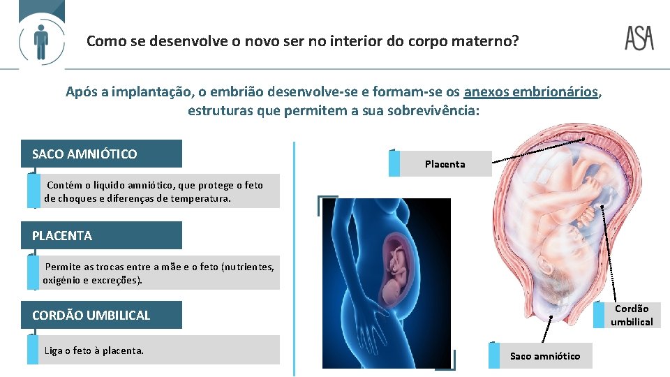 Como se desenvolve o novo ser no interior do corpo materno? Após a implantação,