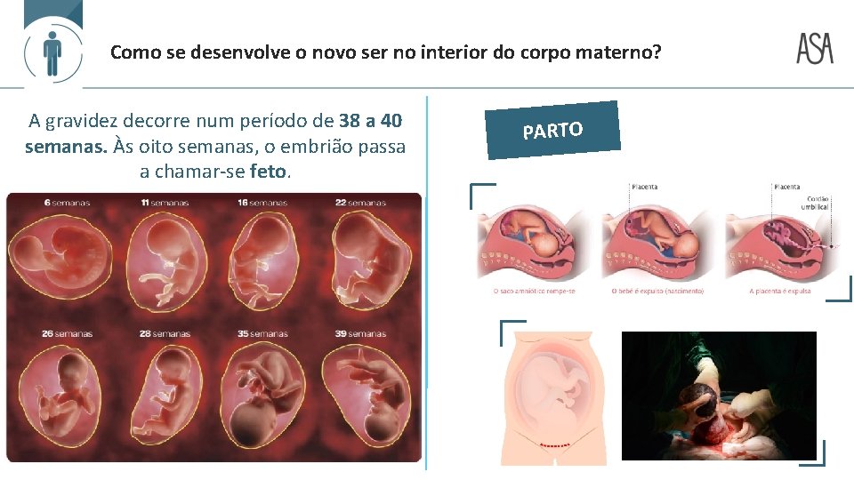 Como se desenvolve o novo ser no interior do corpo materno? A gravidez decorre