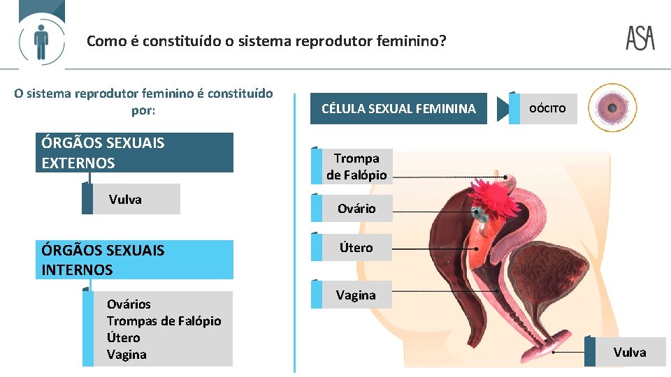Como é constituído o sistema reprodutor feminino? O sistema reprodutor feminino é constituído por: