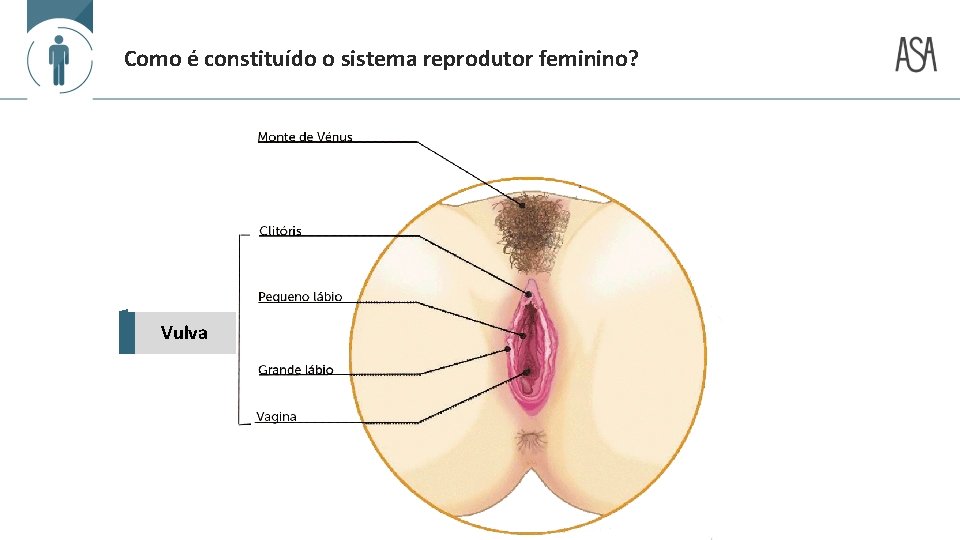 Como é constituído o sistema reprodutor feminino? Vulva 