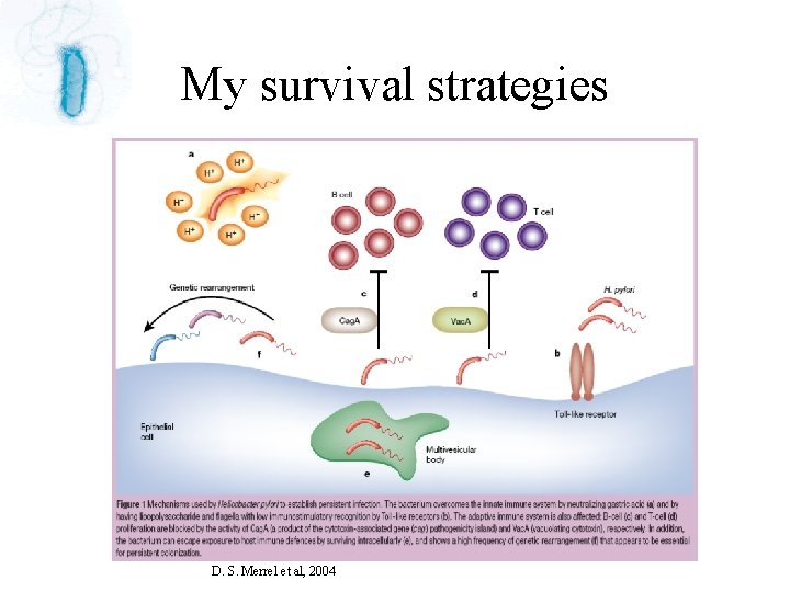 My survival strategies D. S. Merrel et al, 2004 