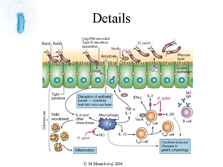 Details D. M. Monack et al, 2004 