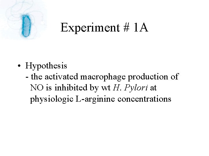 Experiment # 1 A • Hypothesis - the activated macrophage production of NO is