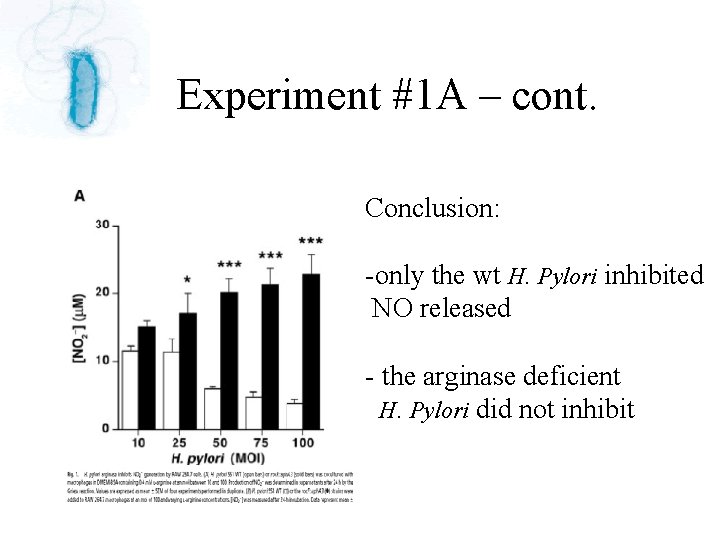 Experiment #1 A – cont. Conclusion: -only the wt H. Pylori inhibited NO released