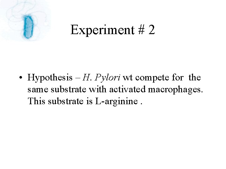 Experiment # 2 • Hypothesis – H. Pylori wt compete for the same substrate