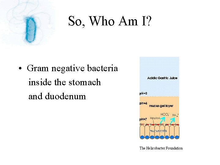 So, Who Am I? • Gram negative bacteria inside the stomach and duodenum The