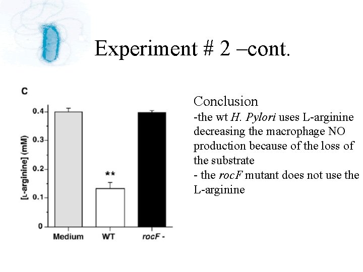 Experiment # 2 –cont. Conclusion -the wt H. Pylori uses L-arginine decreasing the macrophage