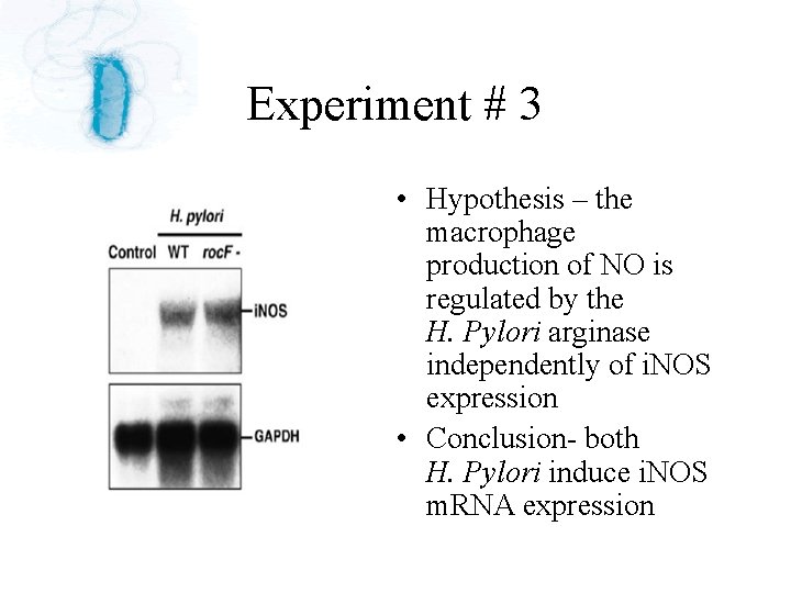 Experiment # 3 • Hypothesis – the macrophage production of NO is regulated by