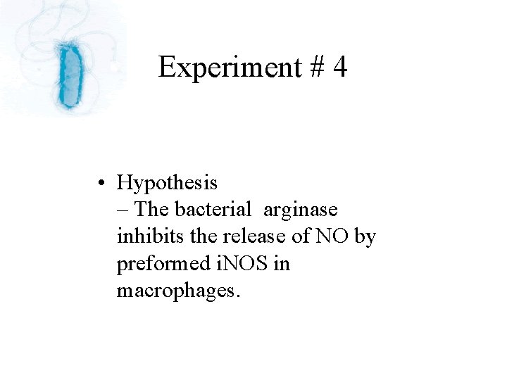 Experiment # 4 • Hypothesis – The bacterial arginase inhibits the release of NO