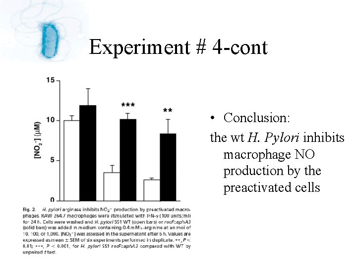 Experiment # 4 -cont • Conclusion: the wt H. Pylori inhibits macrophage NO production