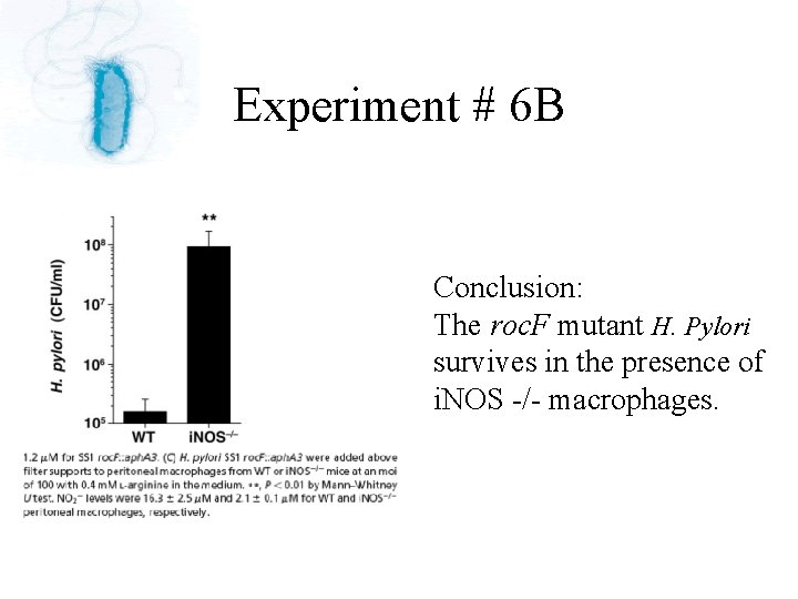 Experiment # 6 B Conclusion: The roc. F mutant H. Pylori survives in the