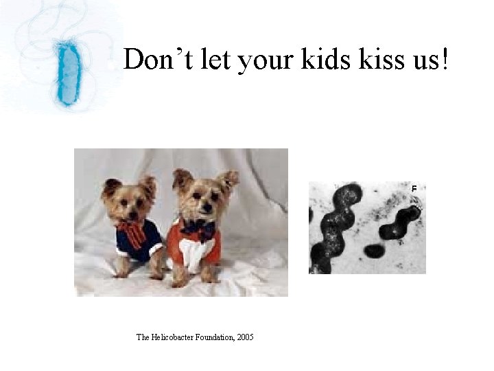 Don’t let your kids kiss us! The Helicobacter Foundation, 2005 